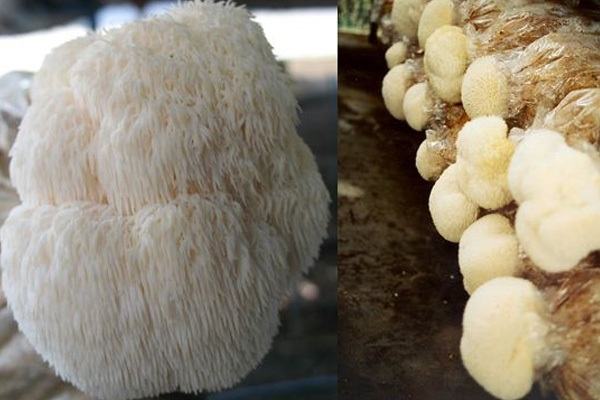 Cách trồng Nấm Đầu Khỉ đạt hiệu quả cao cach-trong-nam-dau-khi