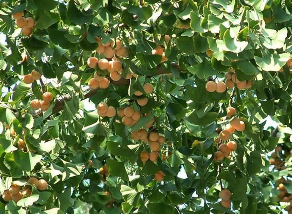 cay-ngan-hanh-chua-di-tinh-1 cay-ngan-hanh-chua-di-tinh.jpg