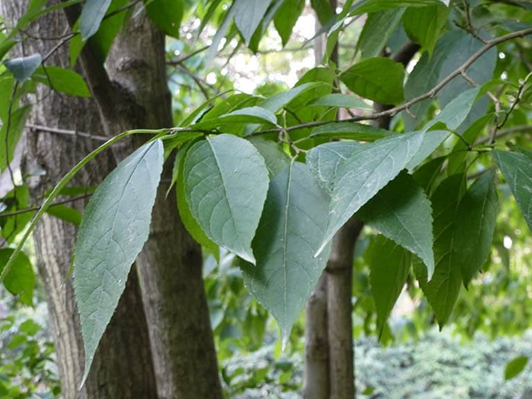 cay-thuoc-do-trong cay-thuoc-do-trong.jpg