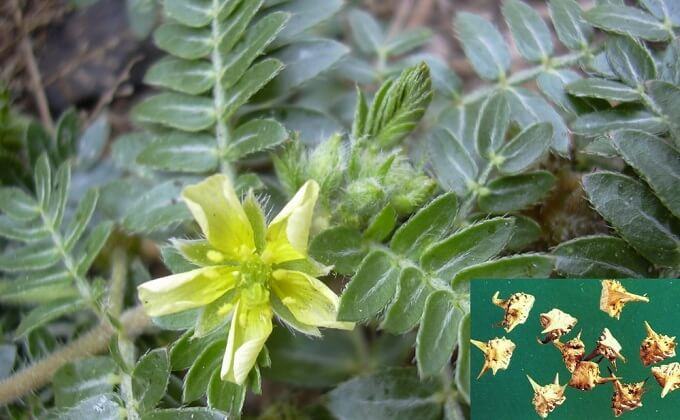 cong-dung-cua-bach-tat-le cong-dung-cua-bach-tat-le.jpg