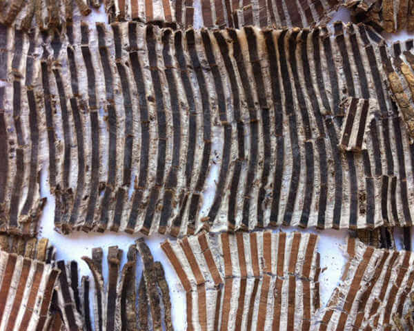 cong-dung-cua-do-trong-1 cong-dung-cua-do-trong.jpg