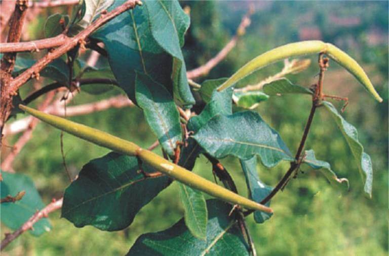 Uống đường mía hà thủ ô có tác dụng gì?