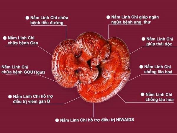 cong-dung-cua-nam-linh-chi.jpg