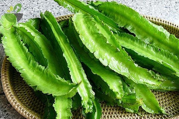 dau-rong-la-mot-trong-nhung-loai-rau-nhieu-canxi-ban-nen-quan-tam Dau-rong-la-mot-trong-nhung-loai-rau-nhieu-canxi-ban-nen-quan-tam.jpg