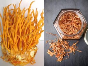 dong-trung-ha-thao-tuoi-hay-kho-tot-hon