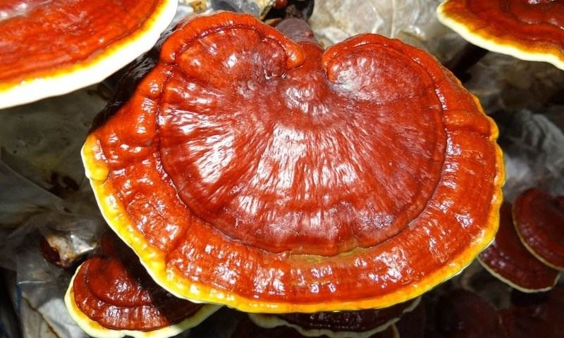 ganoderma-mushroom(1)-800x480.jpg