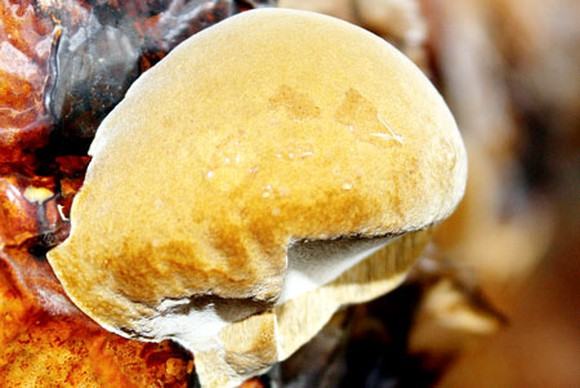 nam-thuong-hoang-la-gi