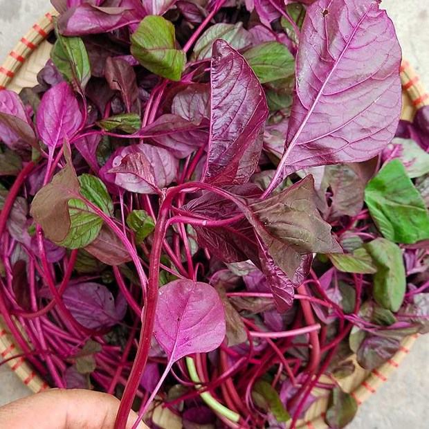 rau-den-do-ngoai-viec-chua-nhieu-canxi-con-co-nhieu-cong-dung-tot-cho-nguoi-bi-thieu-mau Rau-den-do-ngoai-viec-chua-nhieu-canxi-con-co-nhieu-cong-dung-tot-cho-nguoi-bi-thieu-mau.jpg