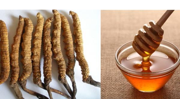 Uống đông trùng hạ thảo ngâm mật ong mỗi ngày có tốt không? uong-dong-trung-ha-thao-ngam-mat-ong-moi-ngay-co-tot-khong