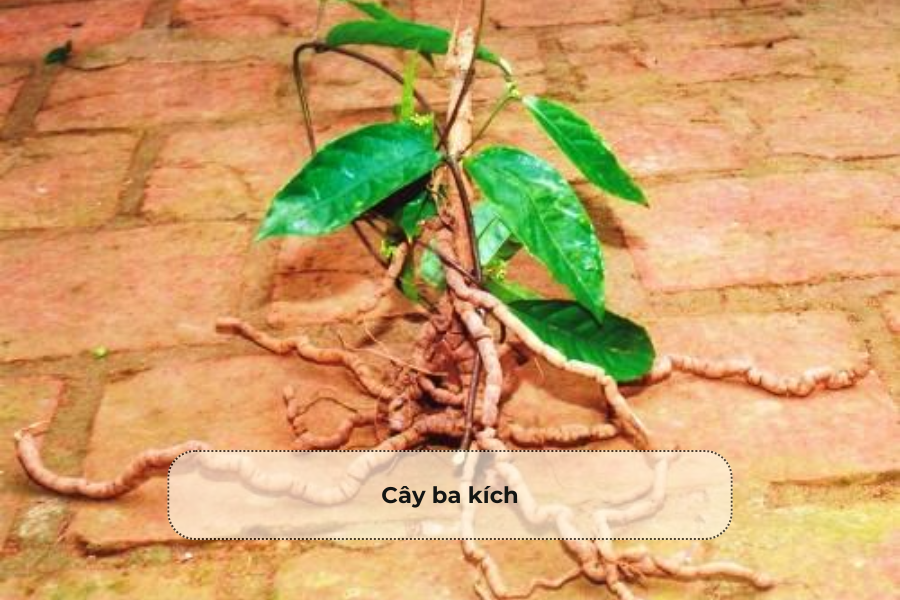 Cây ba kích