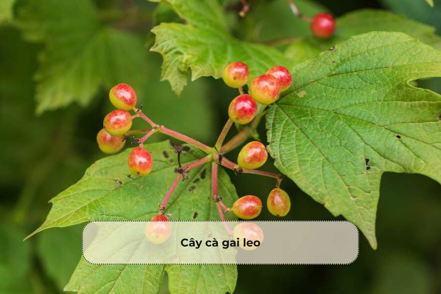 Cây cà gai leo