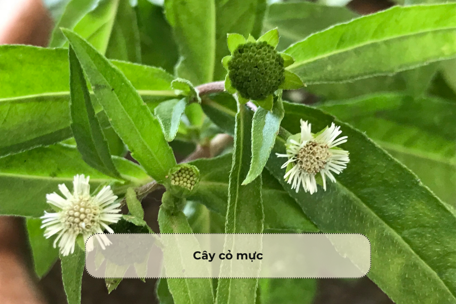 Cây cỏ mực