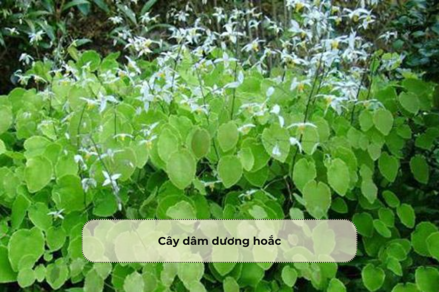 Cây dâm dương hoắc