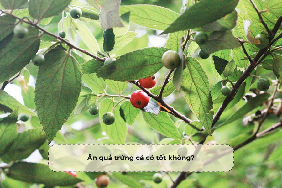 Ăn quả trứng cá có tốt không