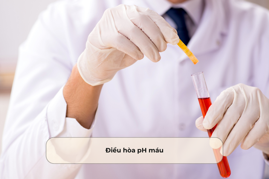 Điều hòa pH máu
