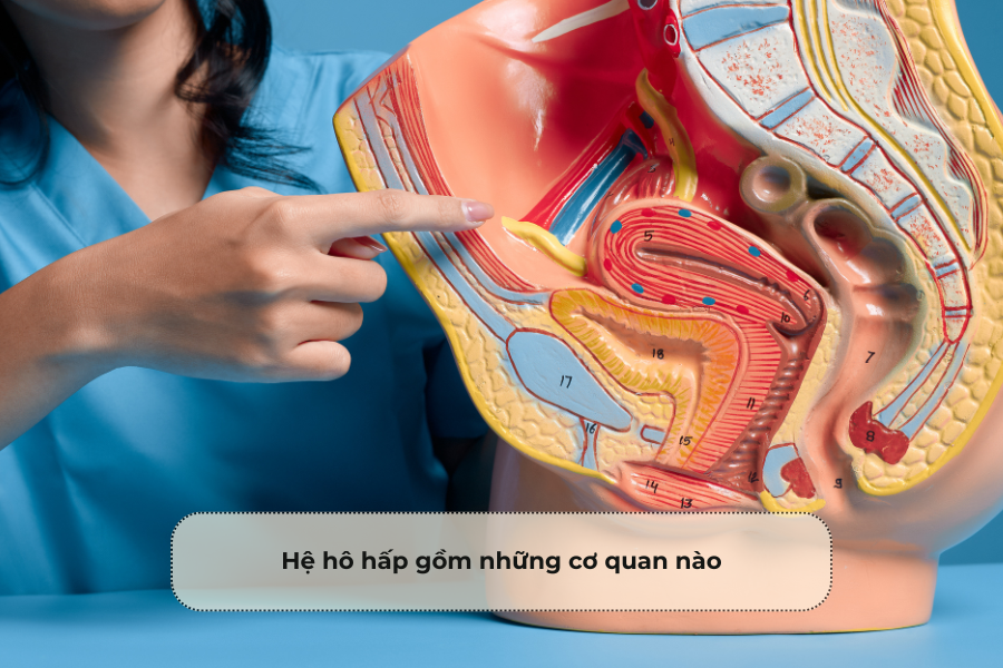 Hệ hô hấp gồm những cơ quan nào