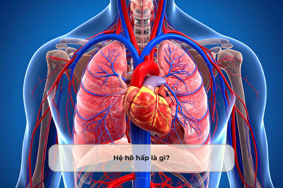 Hệ hô hấp là gì