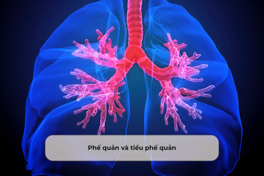 Phế quản và tiểu phế quản