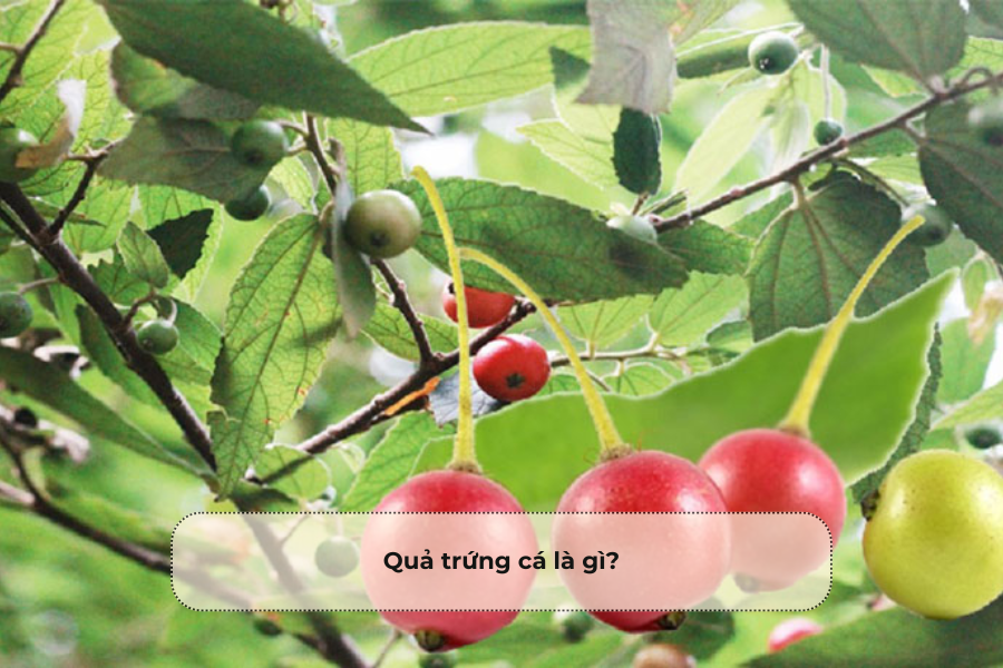 Quả trứng cá là gì