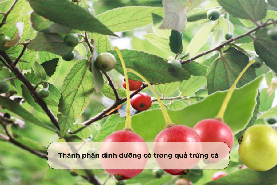 Thành phần dinh dưỡng có trong quả trứng cá