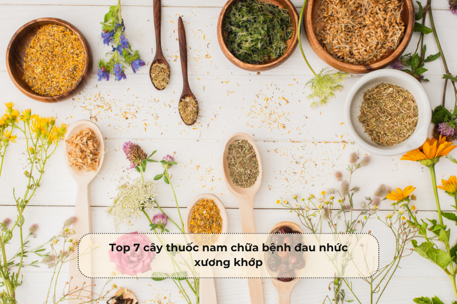 Top 7 cây thuốc nam chữa bệnh đau nhức xương khớp