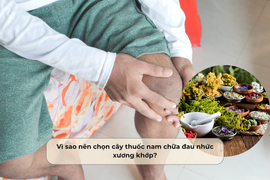 Vì sao nên chọn cây thuốc nam chữa đau nhức xương khớp