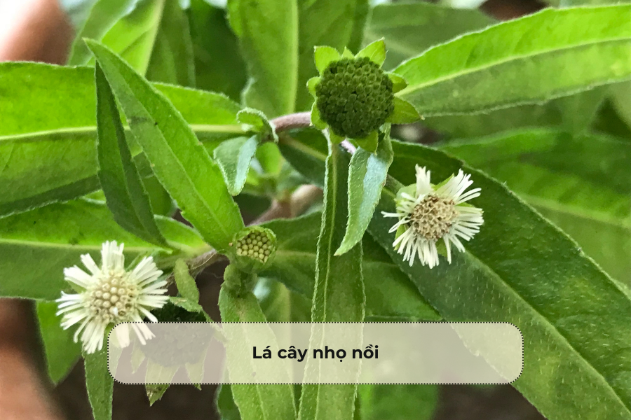 Lá cây nhọ nồi