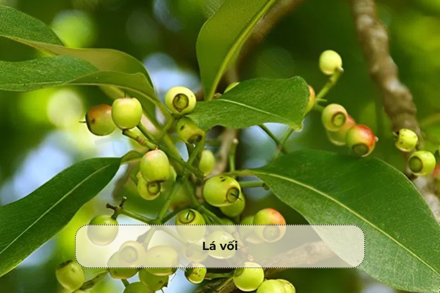 Lá vối