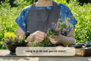 Uống lá gì để mát gan bổ thận