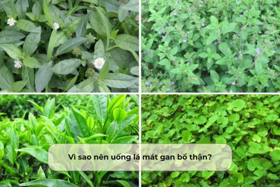 Vì sao nên uống lá mát gan bổ thận