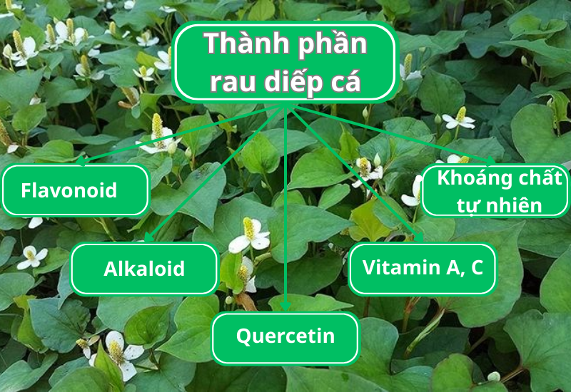 Thành phần rau diếp cá