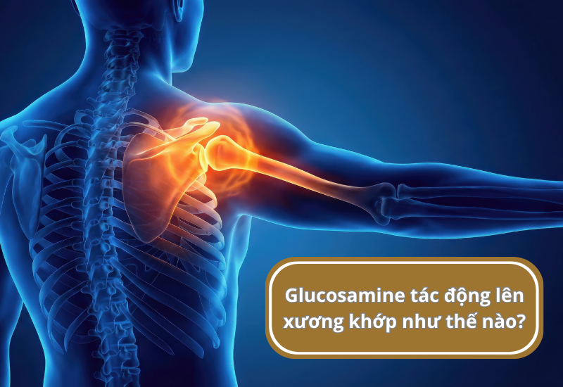 Glucosamine tác động lên xương khớp như thế nào