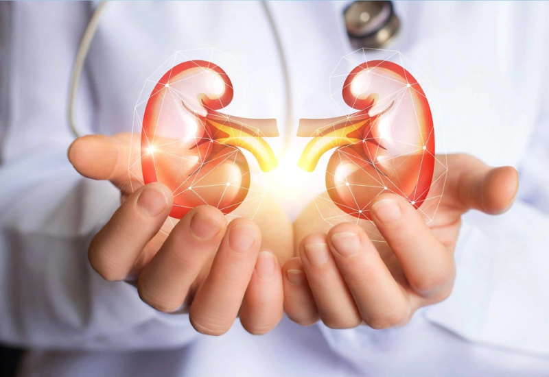 Không chỉ nước, sức khỏe thận còn phụ thuộc nhiều yếu tố khác