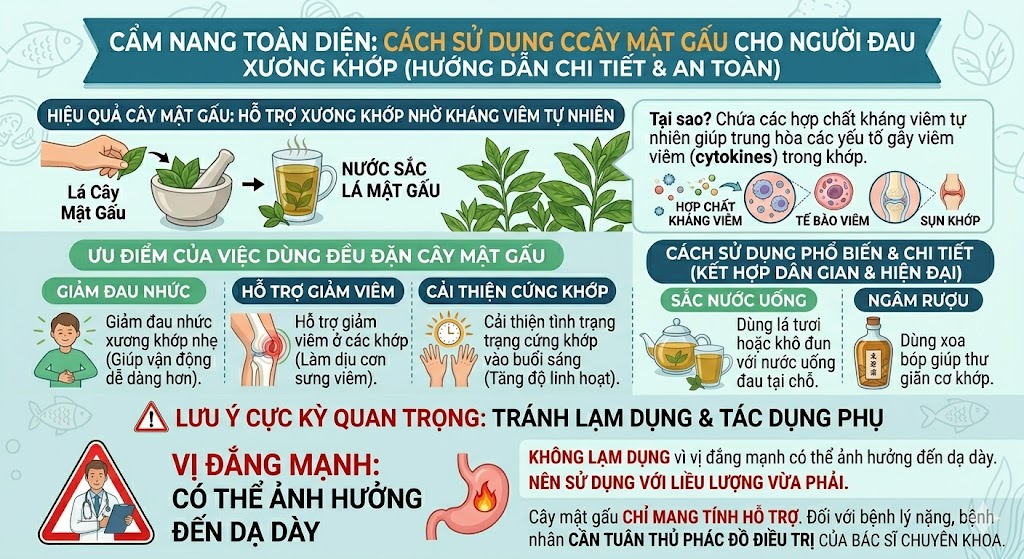 Cách sử dụng cây mật gấu cho người đau xương khớp