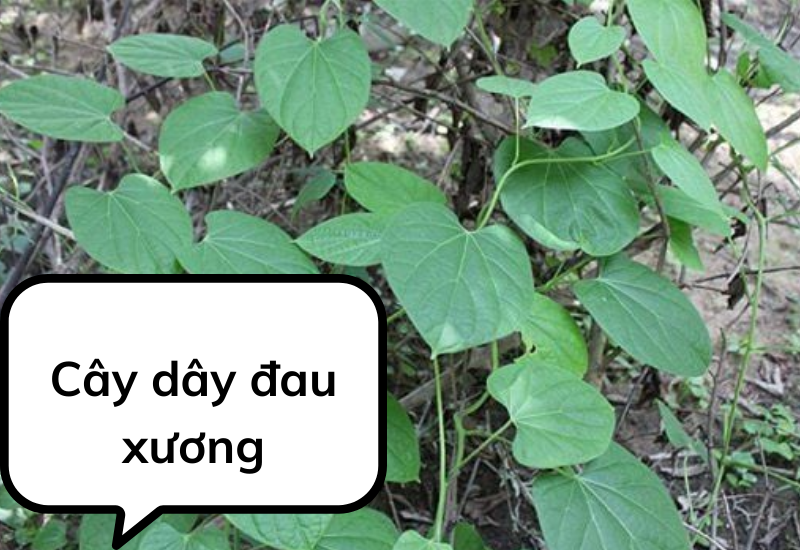 Cây dây đau xương