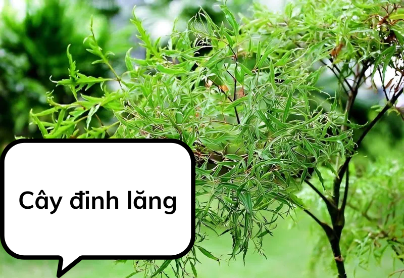 Cây đinh lăng