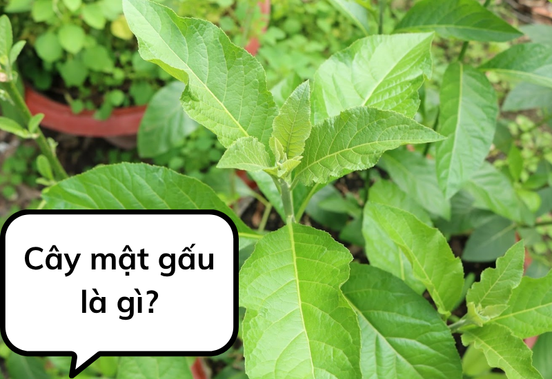 Cây mật gấu là gì