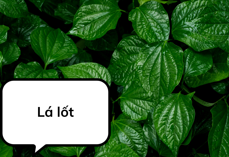 Lá lốt