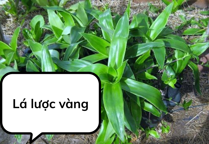Lá lược vàng