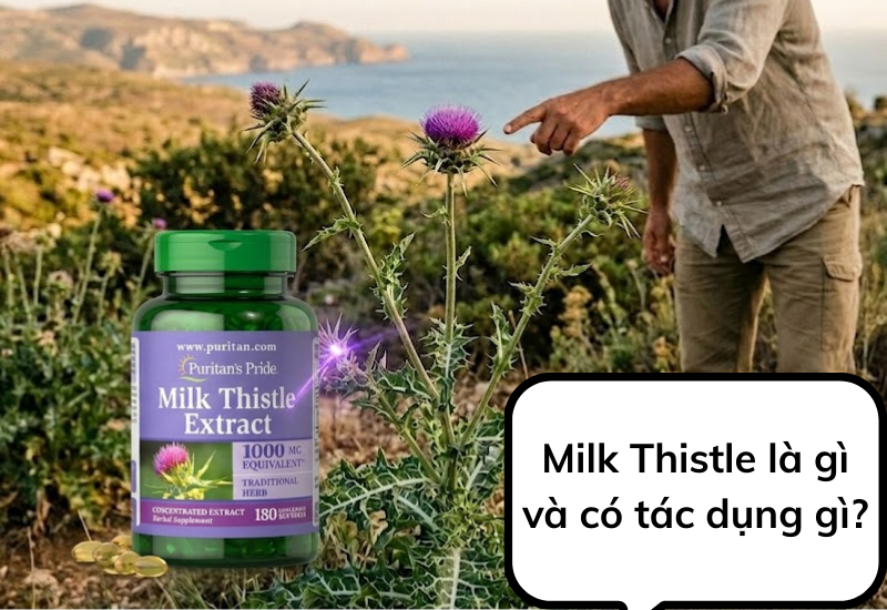 Milk Thistle là gì và có tác dụng gì