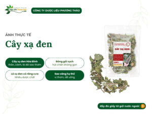 duoc-lieu-phuong-thao-va-hanh-trinh-dua-cay-xa-den-den-gan-nguoi-dung-viet (3)